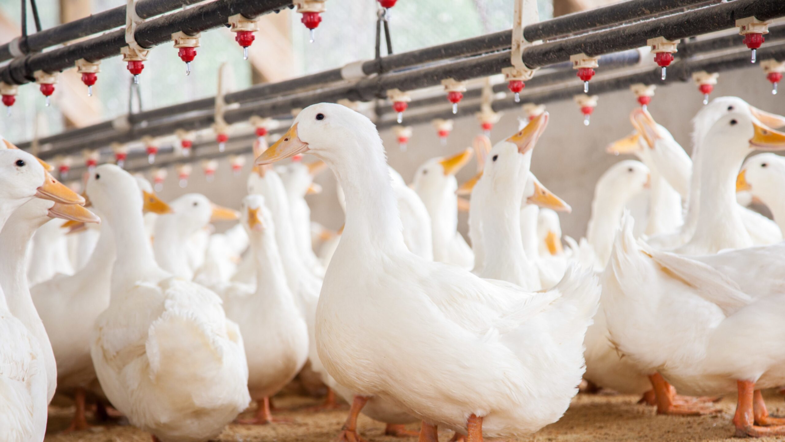 Птахоферми