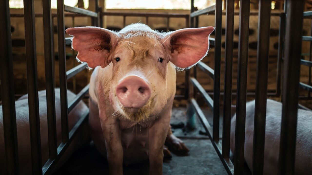 Свиноферми